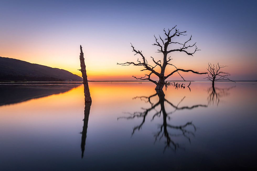 A reflection of skeletal trees at sunset on Porlock Marsh Somerste