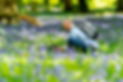 A photographer capturing bluebells in a picturesque Devon woodland, highlighting the opportunities for beginners to learn photography skills in beautiful landscapes during our workshops