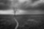 Lone tree on Porlock Marsh, a black and white photo by Devon photographer Gary Holpin Photography