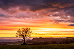 A beautiful spring sunset at a lone tree on the Blackdown Hills, by Devon Photographer Gary Holpin Photography