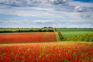 A beautiful field of summer poppies beneath blue summer skies, on the slopes of Yarnbury Castle Hillfort, Wiltshire, by Devon photographer, Gary Holpin Photography