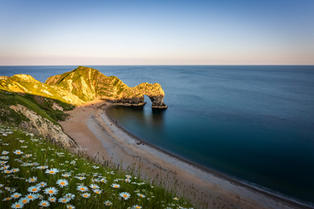 A field of summer daisies above the iconic Durdle Door, Dorset, by Dorset photographer Gary Holpin Photography