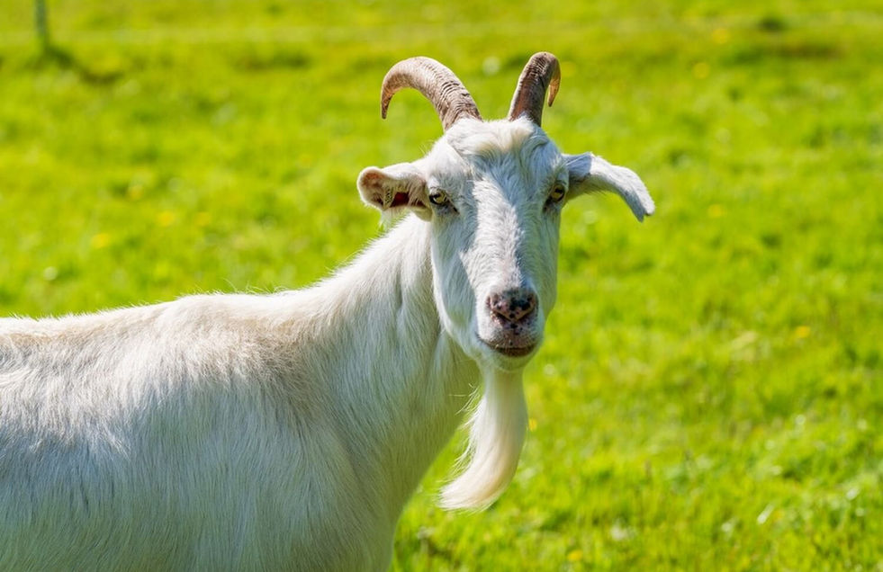 Devon photographer – friendly farm animals used to promote Devon countryside breaks