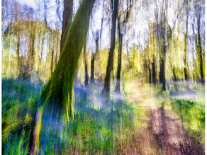 An ICM photo of a bluebell wood on a sunny day
