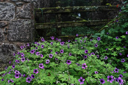 Geranium, ground cover