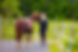 young-woman-with-her-arabian-horse-standing LR.jpg