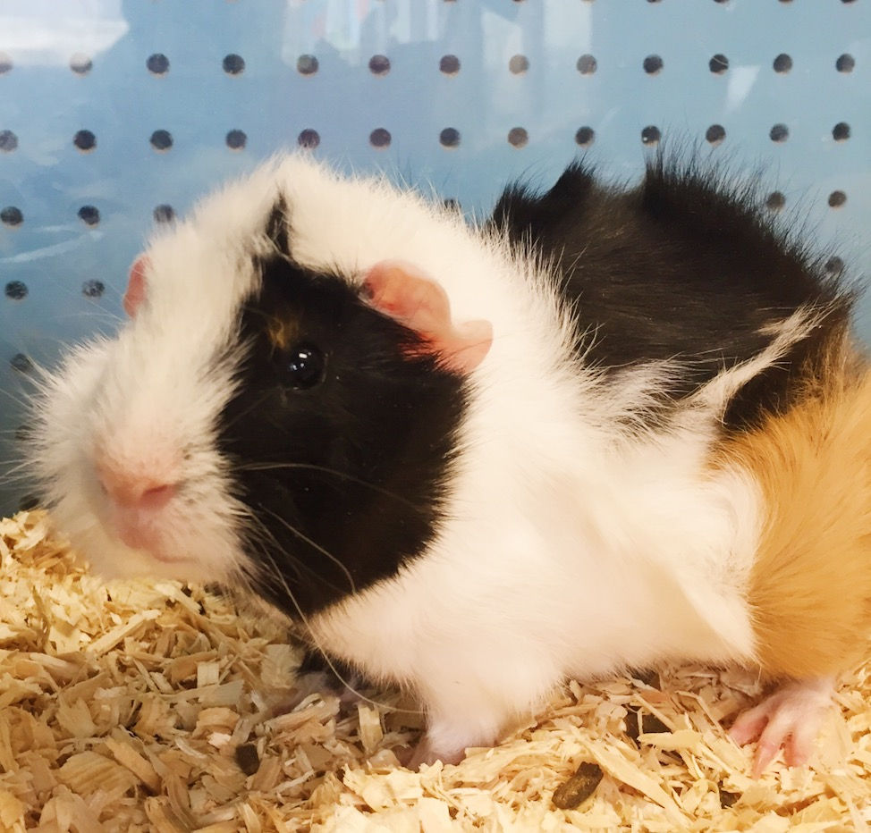 Guinea Pig