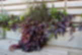 Jardinière Zinc sur terrasse bois