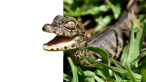 Estilo 6 youtube (19).png