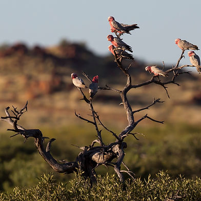 Karratha Court