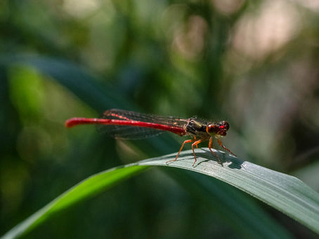Macrofotografie; "Voor een mooie foto hoef je niet ver weg te gaan!"