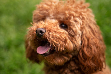 What are the Most Popular Colors of Australian Labradoodles in Texas
