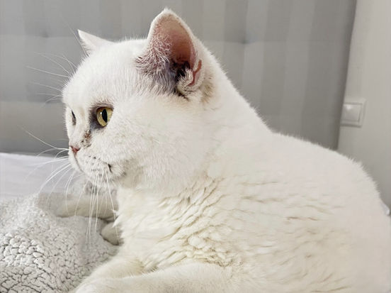 Nina - britská bílá kočka s PP