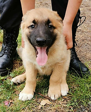 puppy 4