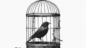 Konfor Alanı: Güvenli Bir Liman mı, Görünmez Bir Sınır mı?