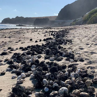 dead sea urchins washed ashore on Réunion Island in the western Indian Ocean