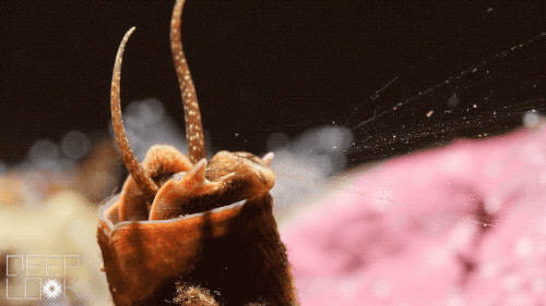 DL1009_wormsnail_hauling_in.gif