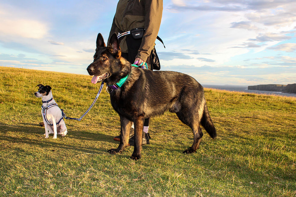 Honest Hounds Neutral Walk - Causeymire Wind Farm