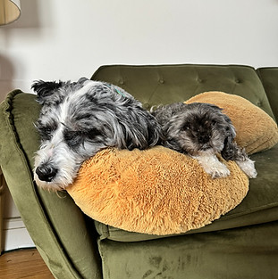 Two napping dogs