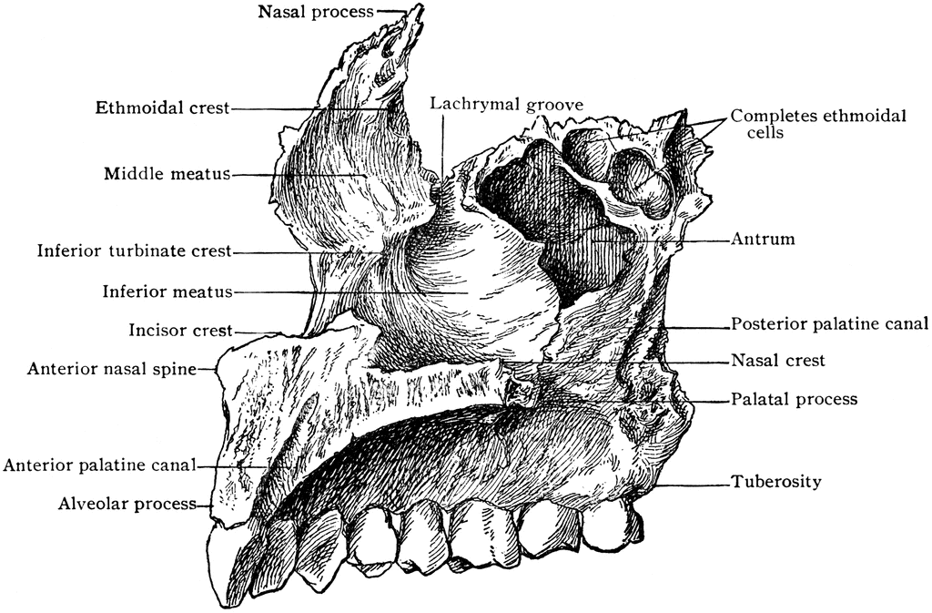 Dentistry and Cranial Treatments