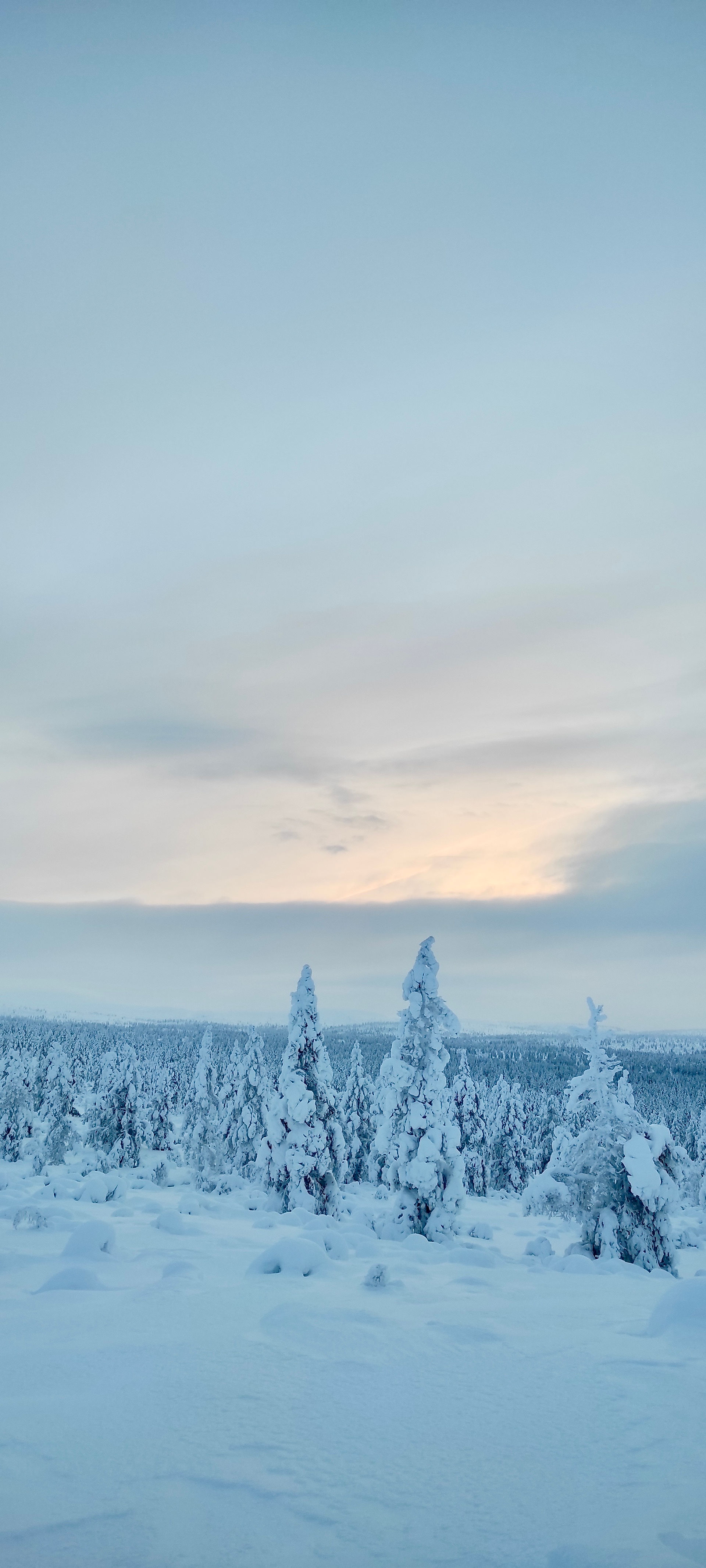 Snowy trees in Lapland