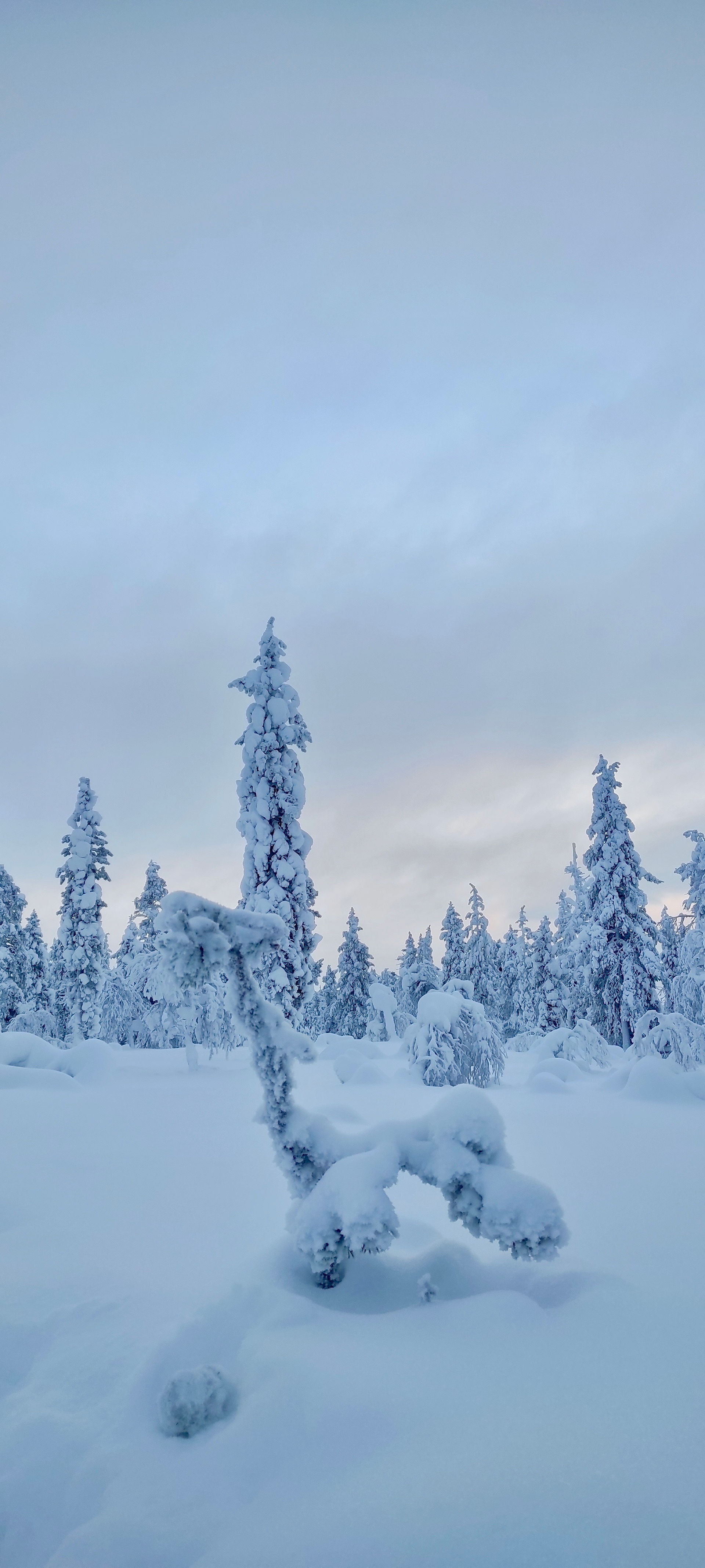 Snowy Lapland