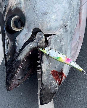 Dog Tooth on Popper