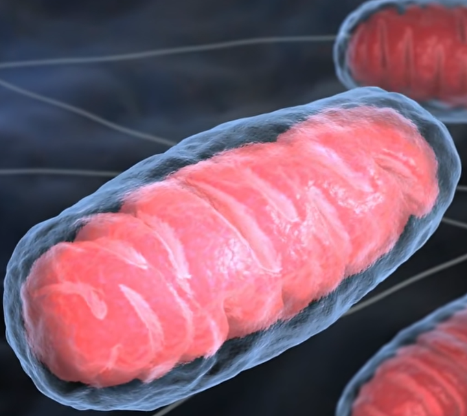 bacteria.png