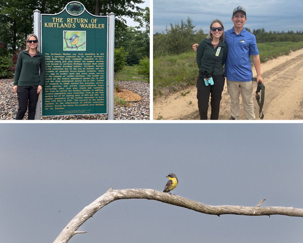 Member Travels to Michigan to See Rare Kirtland's Warbler