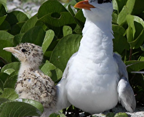 April Program: Beach Nesting Bird Conservation