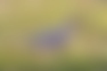 Albinism, Leucistic and Melanism