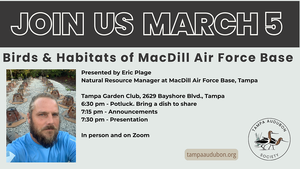 Birds of MacDill Air Force Base
