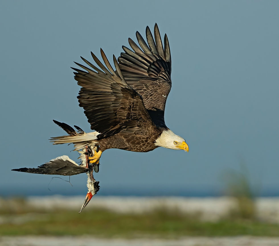 Second Place: Bald Eagle and Black Skimmer, Meg Durshimer