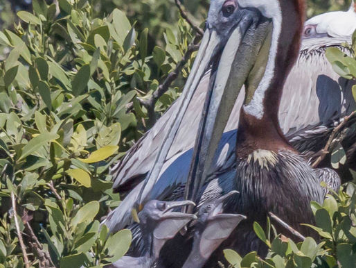 Observe Nesting Birds on Boat Trips