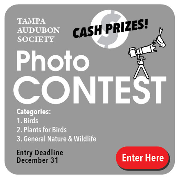 Enter the 2023 Tampa Audubon Photo Contest