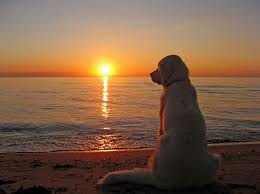 📸 Beyond the Frame: Capturing the Soul of Your Best Friend