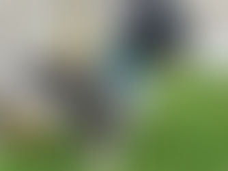 🐾 Digging into the Dog World: The Little Lion with a Big Heart