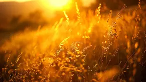 📸 Beyond the Frame: Chasing the Golden Hour
