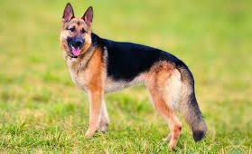 🐾 Digging into the Dog World: Why Breed Matters (and Why It Doesn't!)