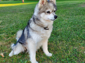 🐾 Digging into the Dog World: The Loyal Alaskan Klee Kai