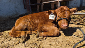 The Halter and the Heart: Winning the First 30 Days
