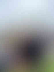 Blaydon Harriers at the Good Friday Relays April 2026