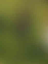 Blaydon athlete at NECAA Cross Country Championships 14 December 2024