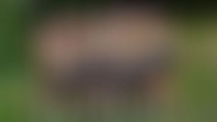 Pie 'n' Peas 10K Road Race, 3 July 2024