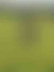 Blaydon athlete at NECAA Cross Country Championships 14 December 2024