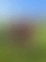 Blaydon Harriers at Birtley AC Junior Cross Country Relays