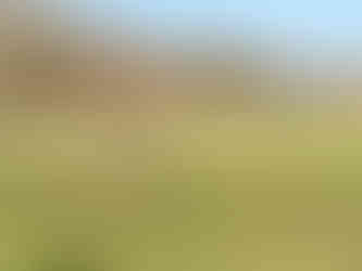 Blaydon athletes at the NEHL Sherman Cup and Davison Shield XC