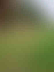 Blaydon athletes at NEHL Druridge Bay Cross Country