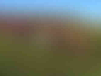 Blaydon athletes at NECAA Cross Country Championships 14 December 2024