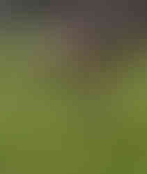 Blaydon athletes at NEHL Alnwick Cross Country February 2026